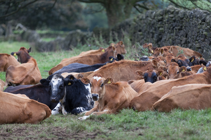 Keddleston 2013 (13)